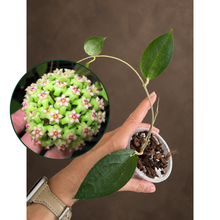 Kép betöltése a galériamegjelenítőbe: Hoya sp. UT033 8cm - Saját szaporítás
