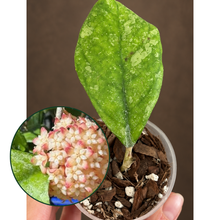Kép betöltése a galériamegjelenítőbe: Hoya deykeae x chicken farm 6cm - Saját szaporítás
