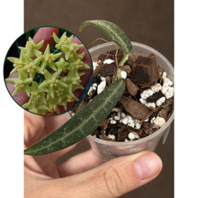 Kép betöltése a galériamegjelenítőbe: Hoya hypolasia 6cm - Saját szaporítás
