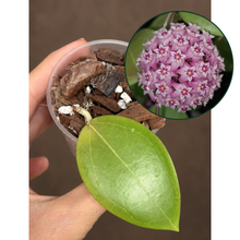 Kép betöltése a galériamegjelenítőbe: Hoya dolichosparte "Pink" 6cm - Saját szaporítás
