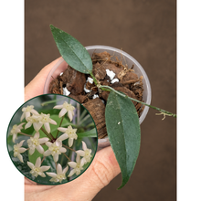 Kép betöltése a galériamegjelenítőbe: Hoya exilis 6cm - Saját szaporítás
