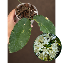 Kép betöltése a galériamegjelenítőbe: Hoya versteegii 9cm - Saját szaporítás
