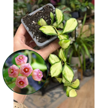 Kép betöltése a galériamegjelenítőbe: Hoya heuschkeliana variegata 8cm
