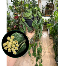 Kép betöltése a galériamegjelenítőbe: Hoya imbricata 14cm

