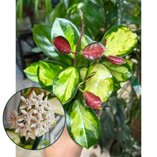 Kép betöltése a galériamegjelenítőbe: Hoya australis "Lisa" 9cm - Viaszvirág
