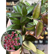Kép betöltése a galériamegjelenítőbe: Hoya rosita 9cm - Viaszvirág - Wax plant
