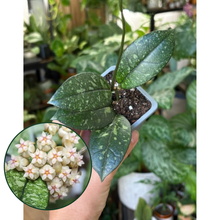 Kép betöltése a galériamegjelenítőbe: Hoya crassipetiolata splash round leaf 8cm
