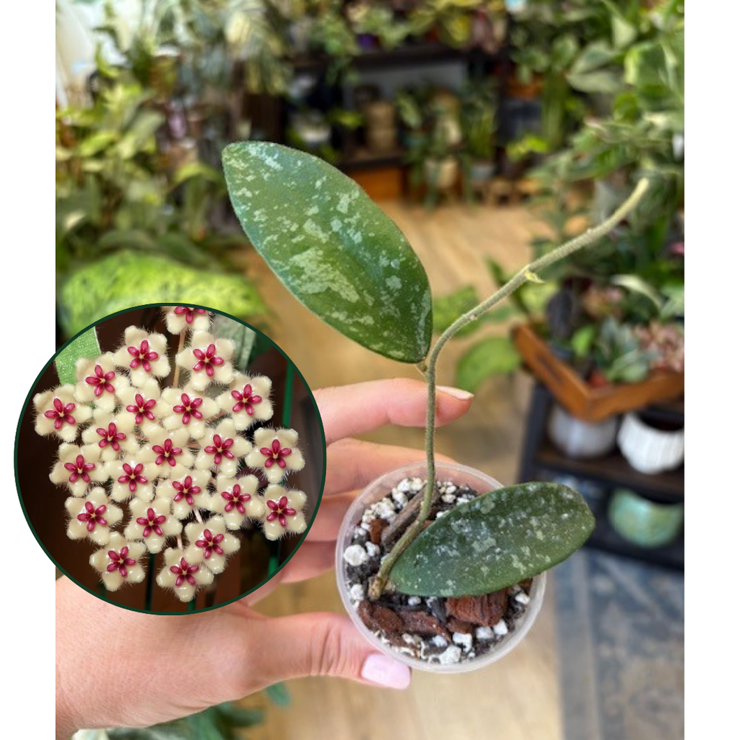 Hoya phuwuaensis - Tropical Home 