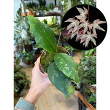 Kép betöltése a galériamegjelenítőbe: Hoya undulata splash 7. - Tropical Home 
