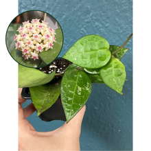 Kép betöltése a galériamegjelenítőbe: Hoya parasitica &quot;Black margin&quot;

