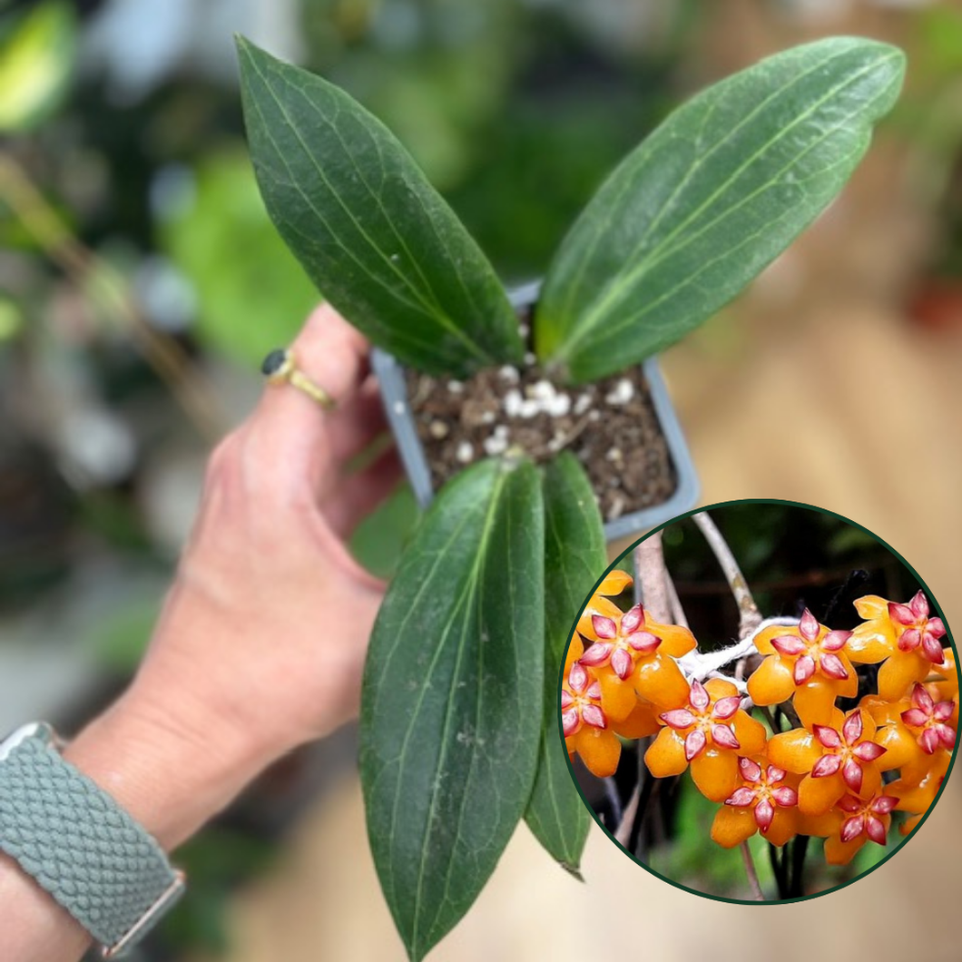 Hoya soligamiana - Tropical Home 