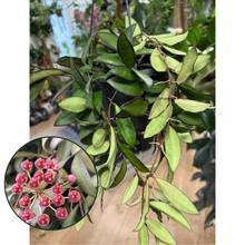 Kép betöltése a galériamegjelenítőbe: Hoya rosita - Viaszvirág - akasztós cserépben - Tropical Home 
