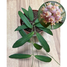 Kép betöltése a galériamegjelenítőbe: Hoya scortechinii &quot;Pink&quot; - Tropical Home 
