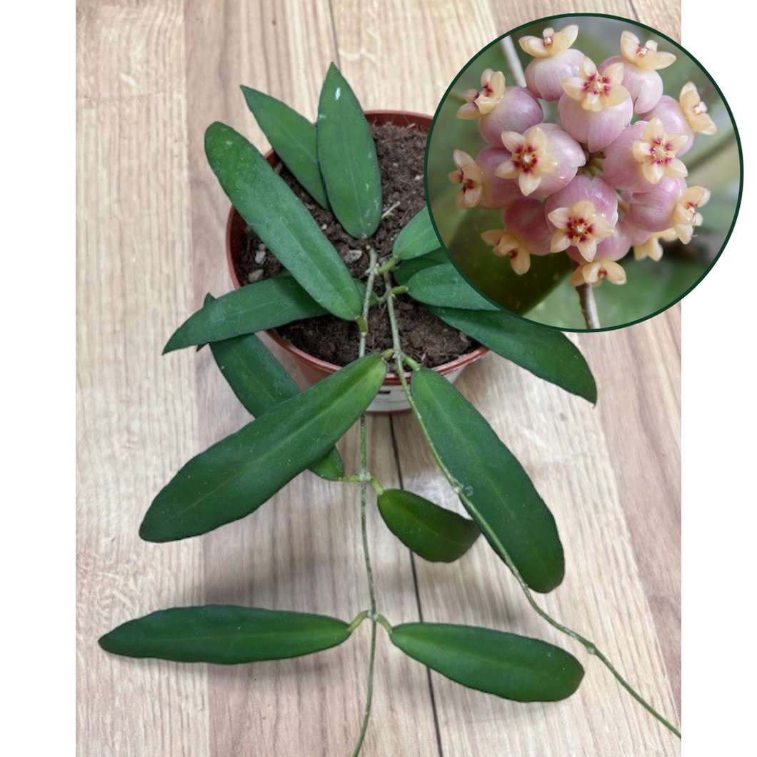 Hoya scortechinii 