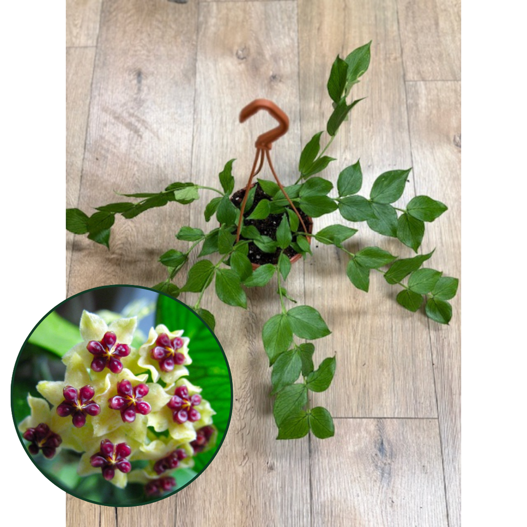 Hoya polyneura - Viaszvirág - Fishtail hoya