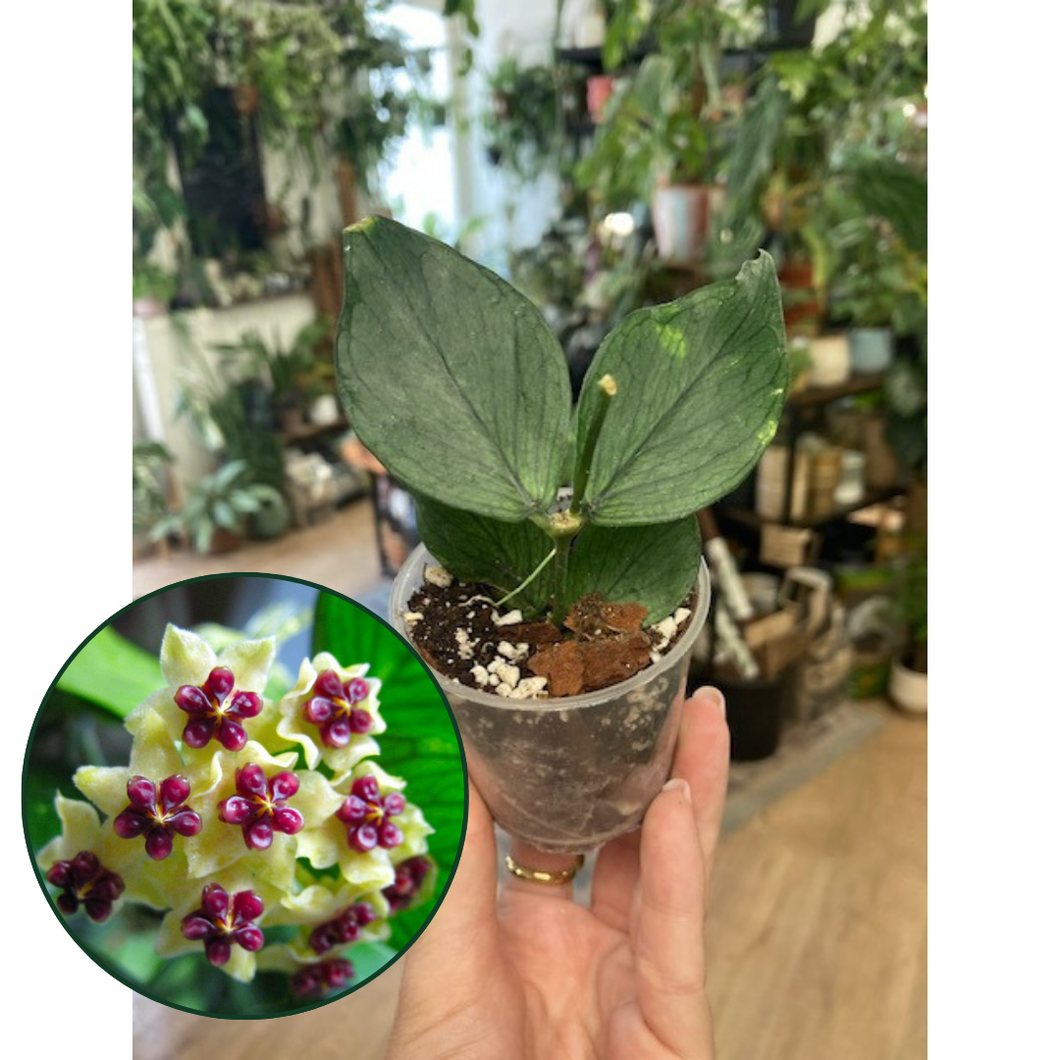 Hoya polyneura - Saját szaporítás - Tropical Home 