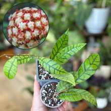 Kép betöltése a galériamegjelenítőbe: Hoya callistophylla - két méretben - Tropical Home 

