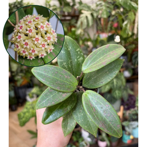 Hoya verticillata IML 1618 (Hoya wibergiae) - Tropical Home 