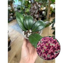 Kép betöltése a galériamegjelenítőbe: Hoya globulifera  - Saját szaporítás
