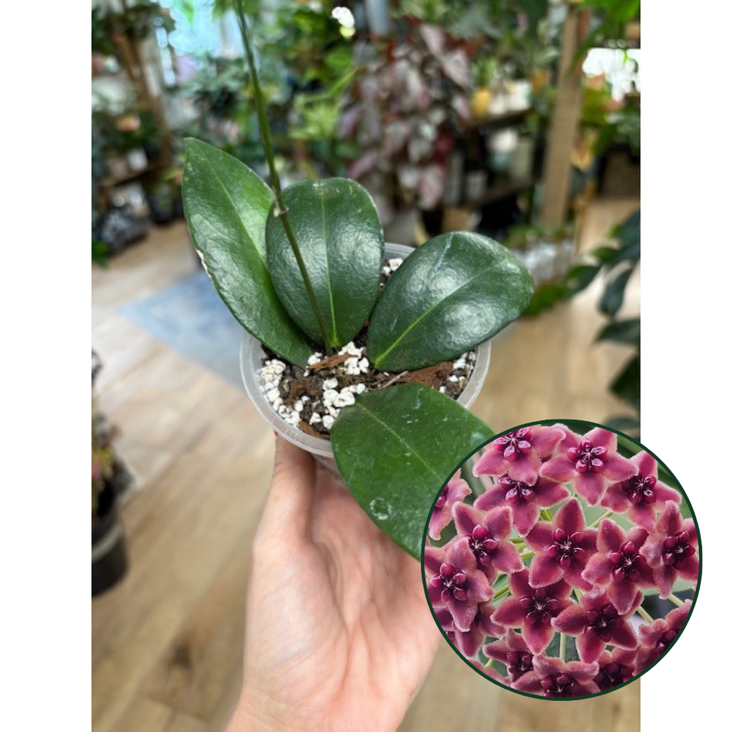 Hoya globulifera  - Saját szaporítás