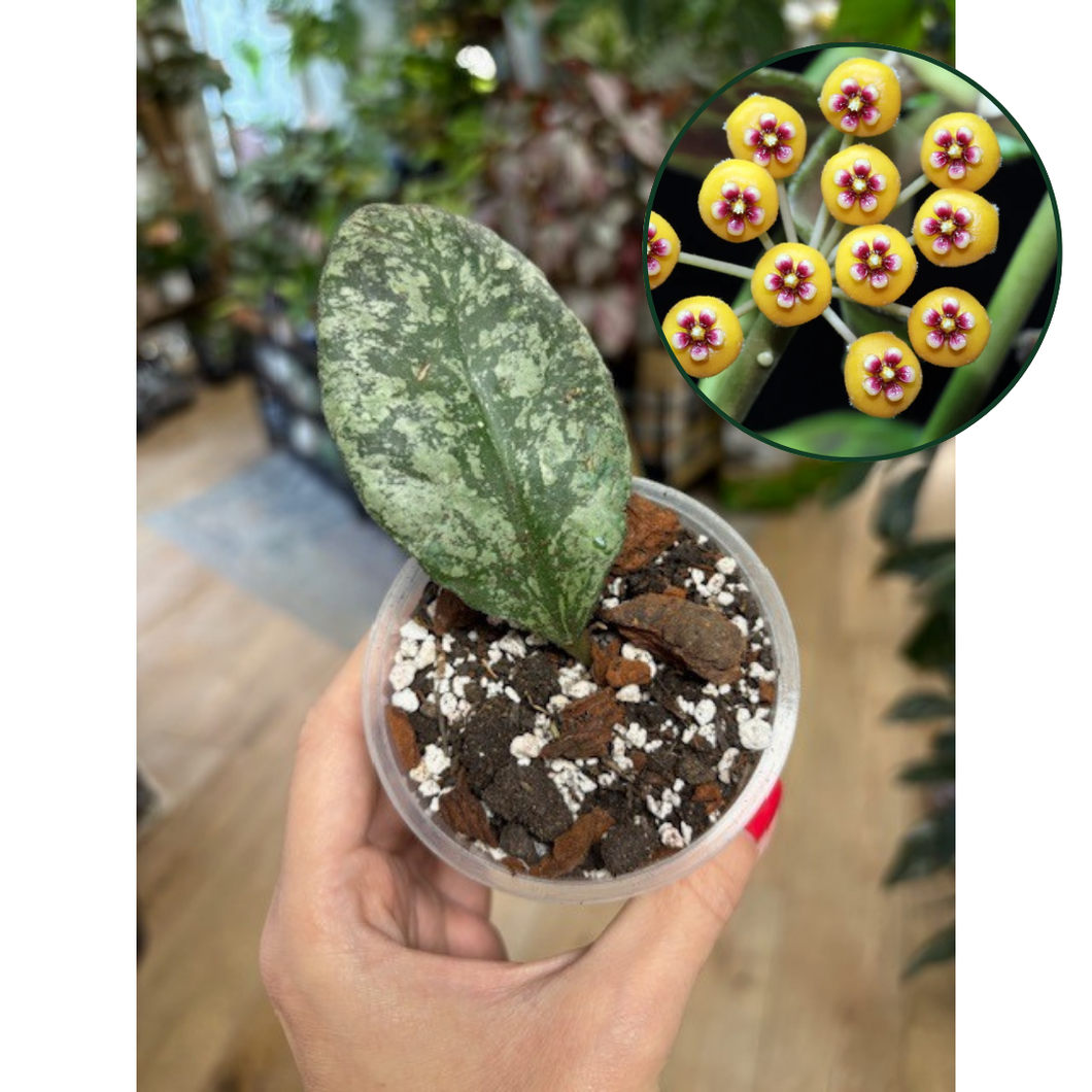 Hoya waymaniae 