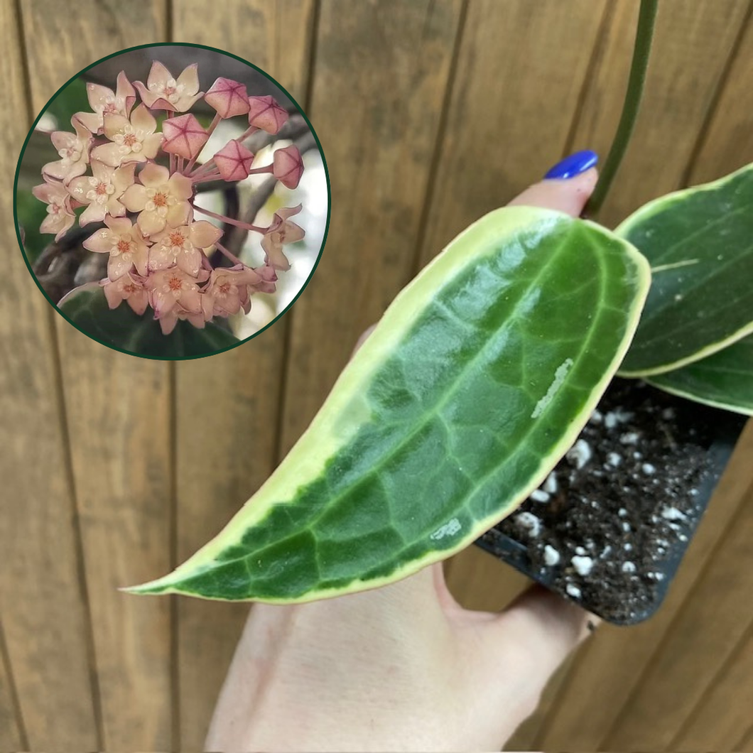 Hoya macrophylla/latifolia albomarginata