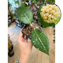 Kép betöltése a galériamegjelenítőbe: Hoya verticillata lampung  - Saját szaporítás
