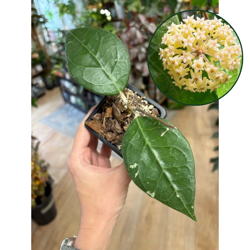Hoya verticillata lampung  - Saját szaporítás