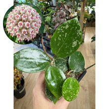 Kép betöltése a galériamegjelenítőbe: Hoya verticillata heart leaf  - Saját szaporítás
