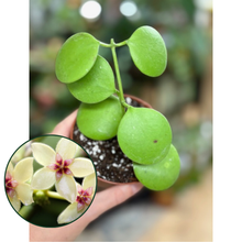Kép betöltése a galériamegjelenítőbe: Hoya kastbergii - Viaszvirág
