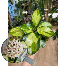 Kép betöltése a galériamegjelenítőbe: Hoya australis "Lisa" - Viaszvirág - Tropical Home 
