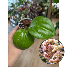 Kép betöltése a galériamegjelenítőbe: Hoya latifolia &quot;Sarawak cream&quot;
