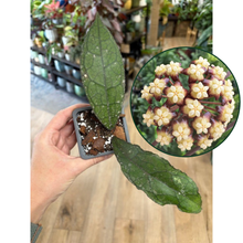 Kép betöltése a galériamegjelenítőbe: Hoya clemensiorum &quot;Dark leaf&quot;
