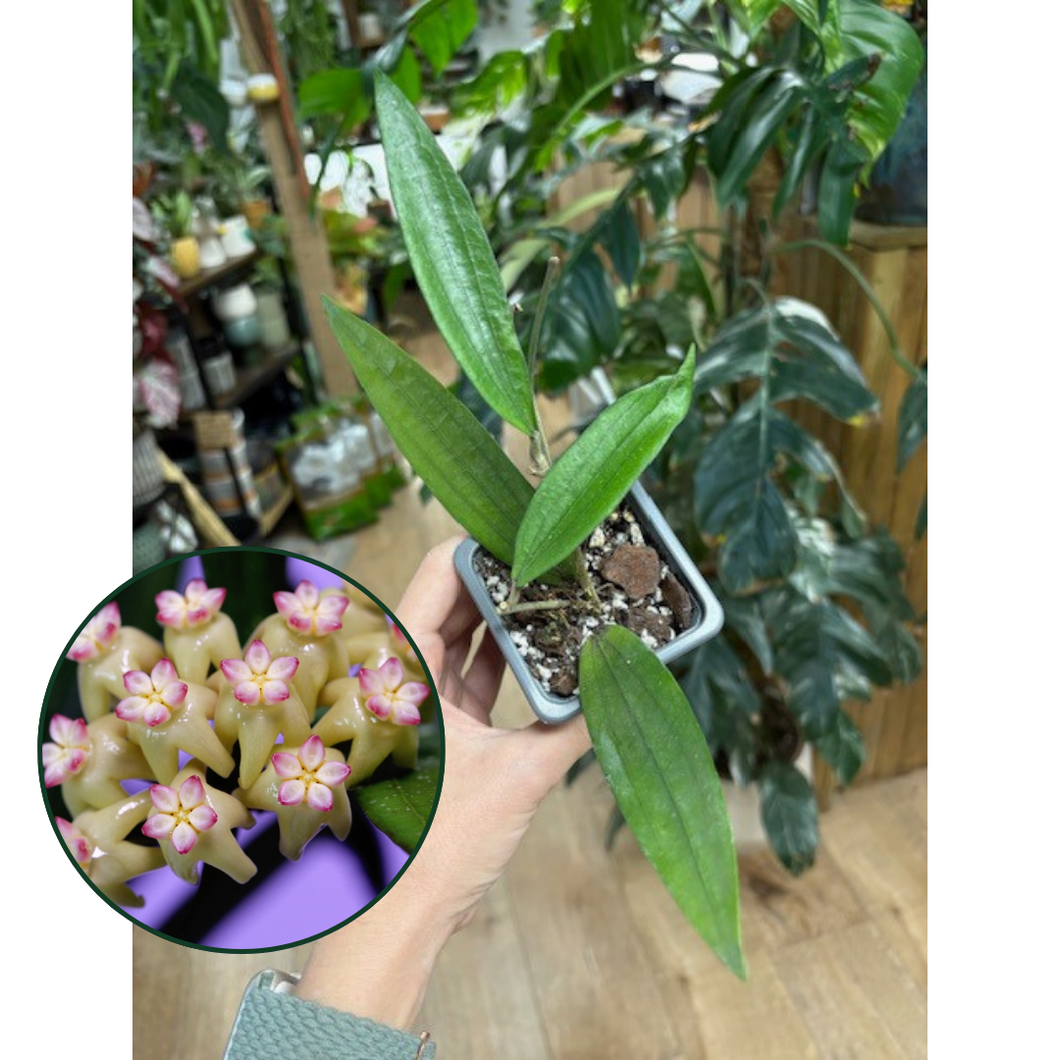 Hoya rindu rafflesia (sp. Bengkulu) - Saját szaporítás