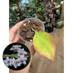 Hoya pseudolittoralis - Saját szaporítás