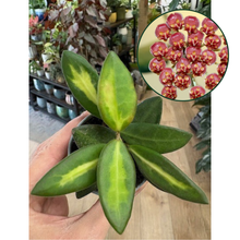 Kép betöltése a galériamegjelenítőbe: Hoya DS-70 variegata
