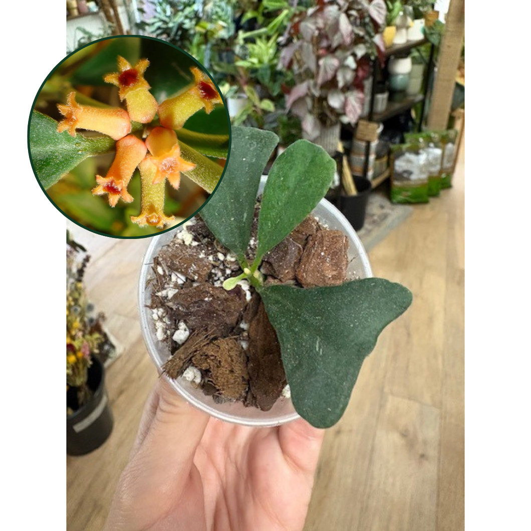 Hoya manipurensis - Saját szaporítás