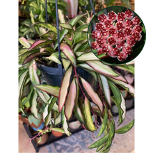 Kép betöltése a galériamegjelenítőbe: Hoya wayetii tricolor - Viaszvirág - Wax plant - Tropical Home 
