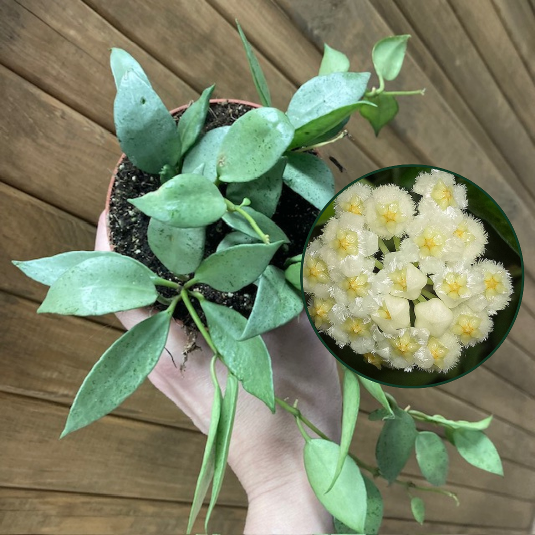 Hoya lacunosa mint
