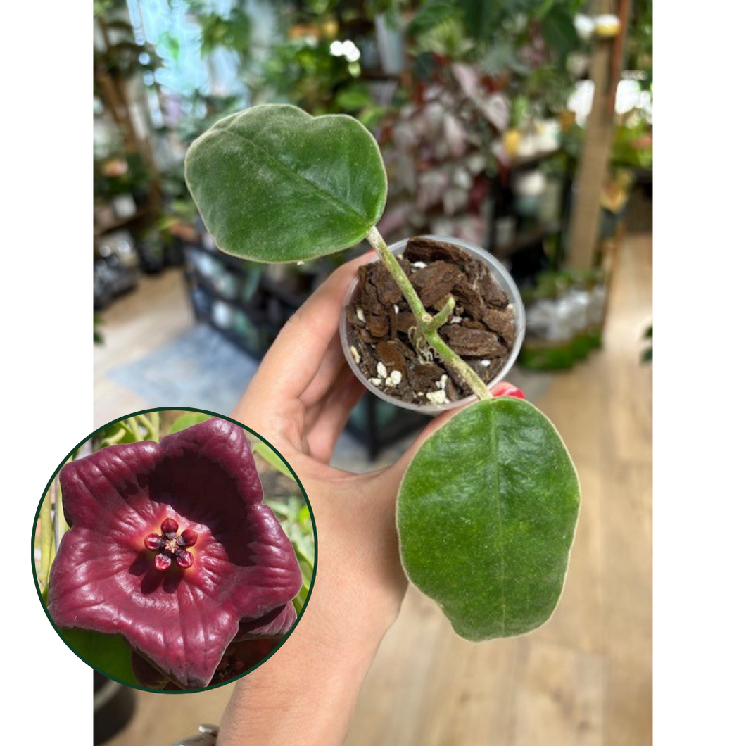 Hoya gigas - Saját szaporítás