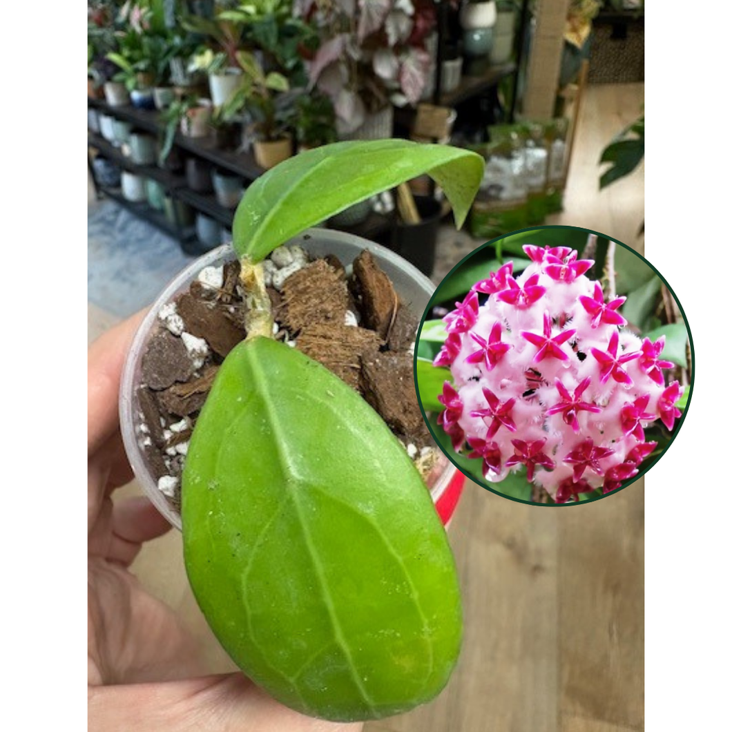 Hoya erythrostemma 