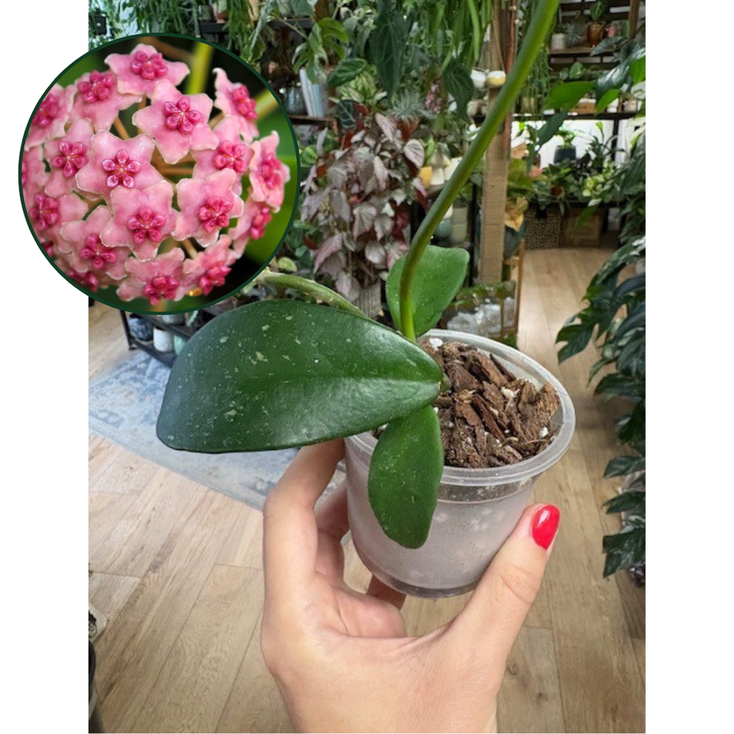 Hoya diversifolia - Saját szaporítás