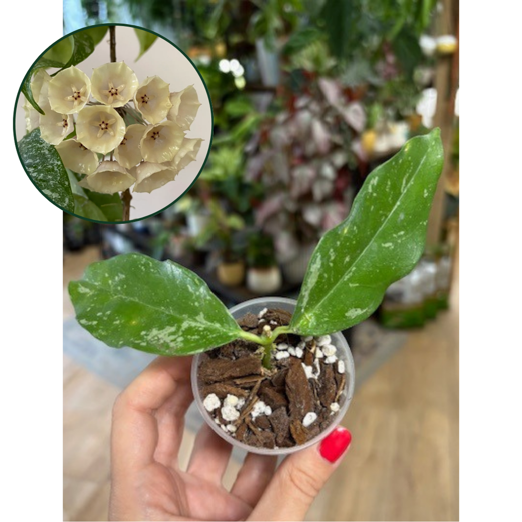 Hoya cystiantha splash- Saját szaporítás