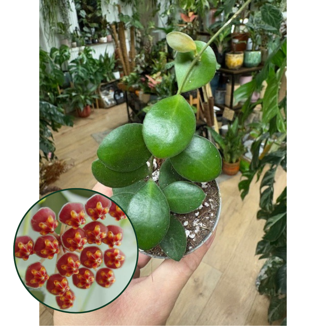 Hoya bilobata (panchoi IML0228) - Viaszvirág