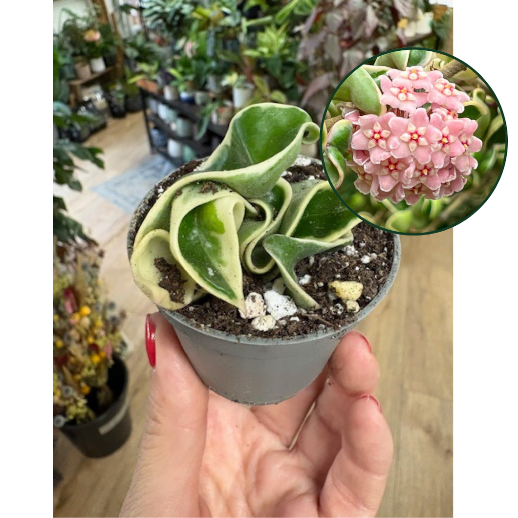 Hoya carnosa compacta albomarginata - Saját szaporítás