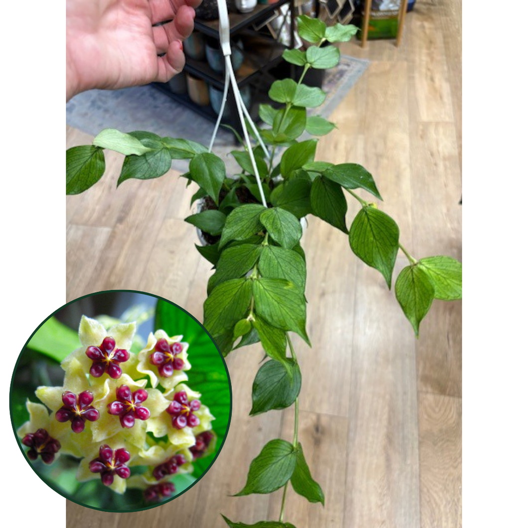 Hoya polyneura - Viaszvirág - Fishtail hoya - Tropical Home 