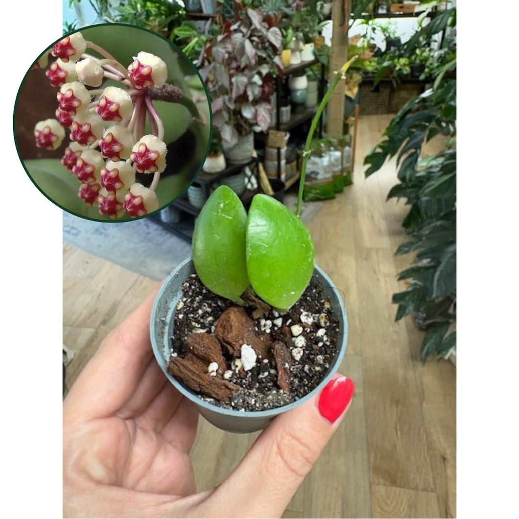 Hoya brevialata - Saját szaporítás