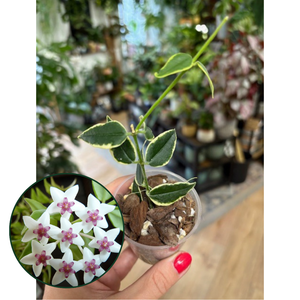 Hoya bella albomarginata - Saját szaporítás