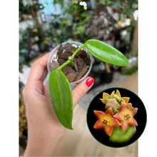 Kép betöltése a galériamegjelenítőbe: Hoya ariadna orange flower - Saját szaporítás
