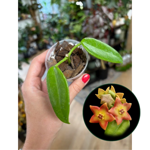 Hoya ariadna orange flower - Saját szaporítás